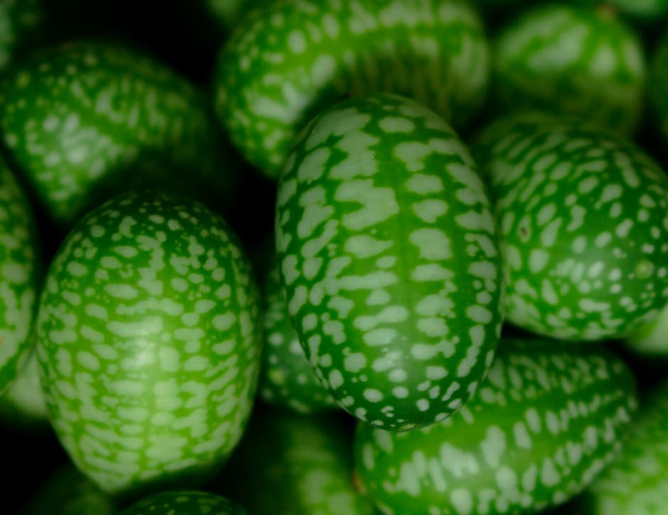 cucamelon