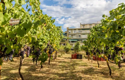 viñedos-urbanos