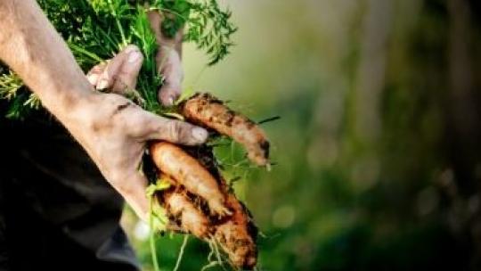 blog: alimentos sostenibles