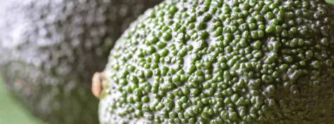 master nutricion banner