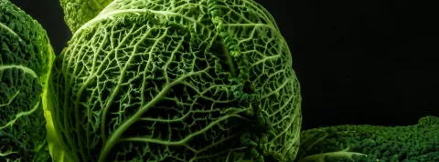 Innovacion en producto